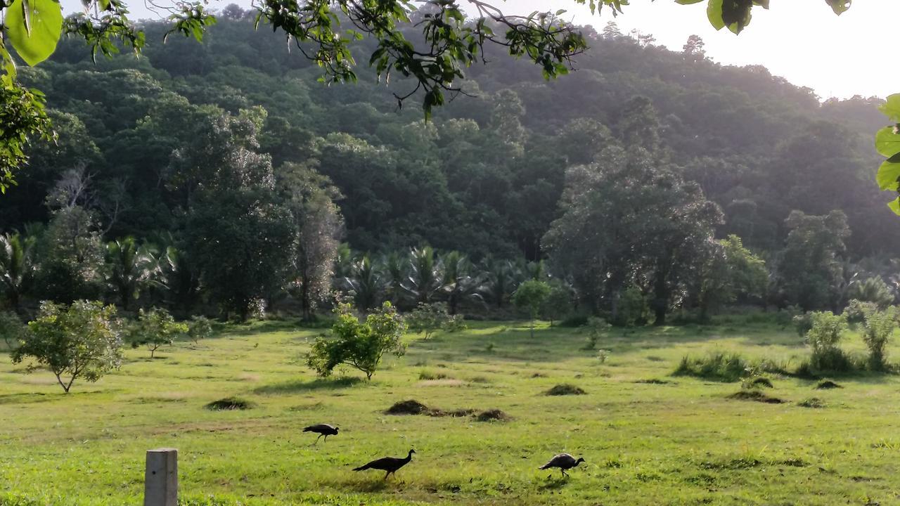 Nature'S Hideout Holiday Home Mirigama Εξωτερικό φωτογραφία